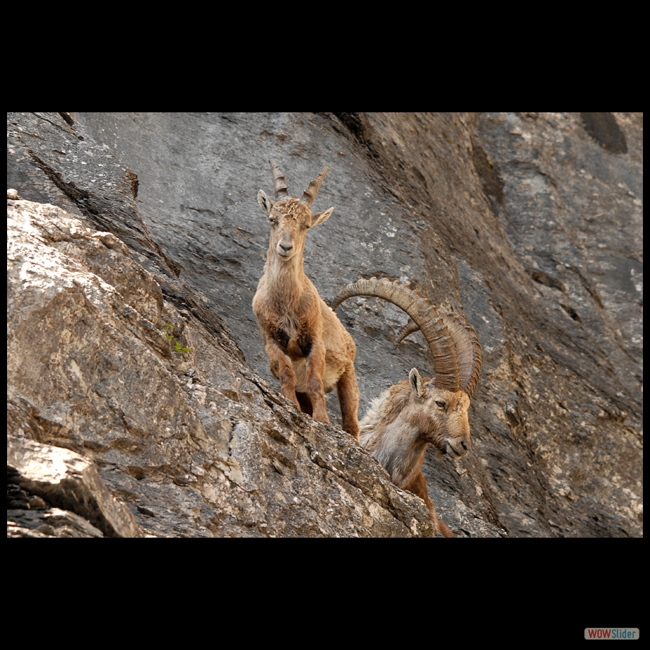 DSC_0071 copie