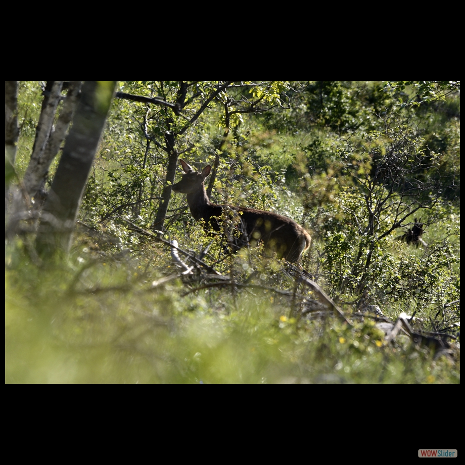 biche