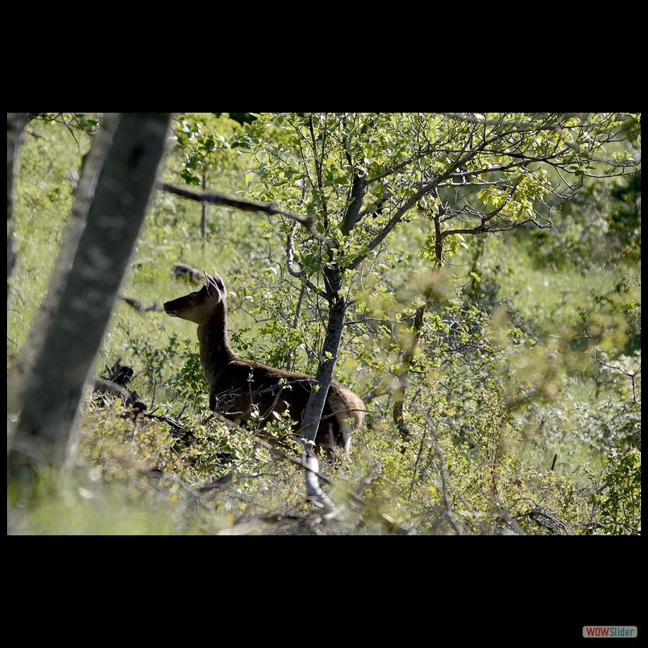 biche4