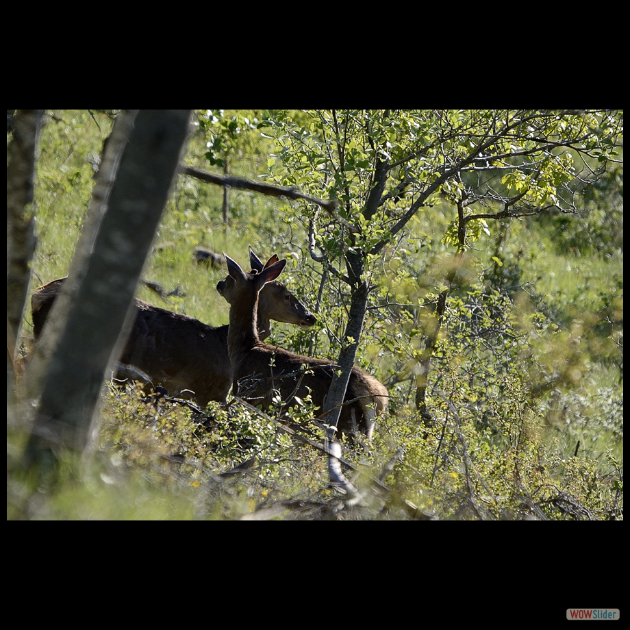 biche6