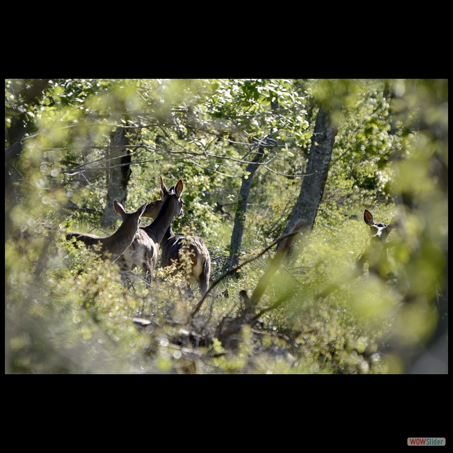 biche 10 