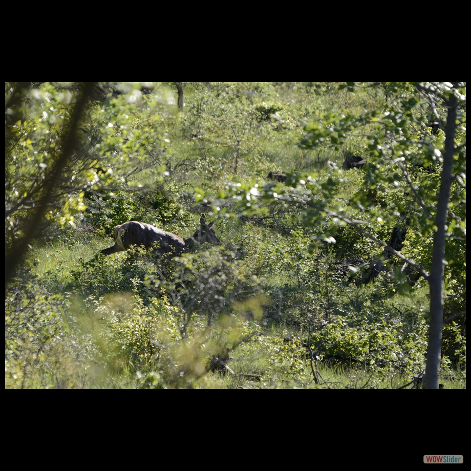 biche 12 