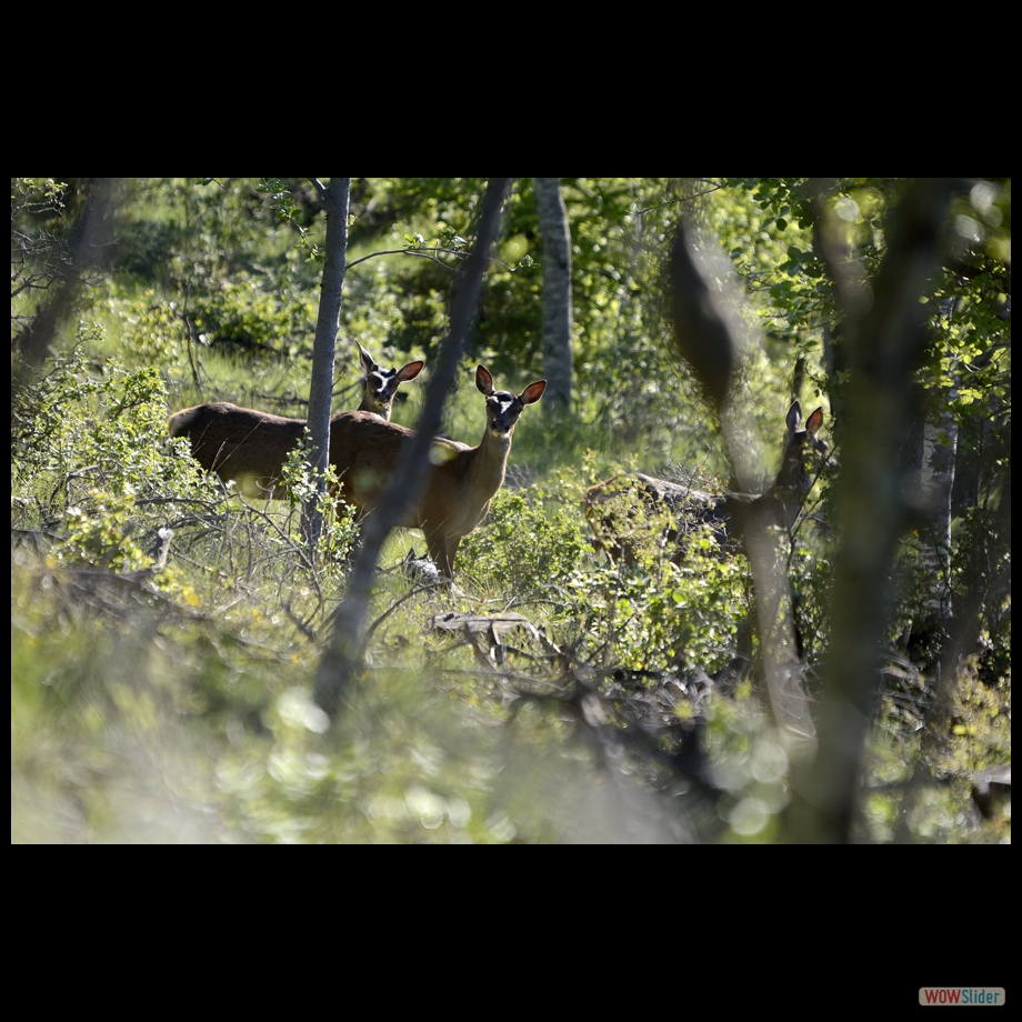biche 14 