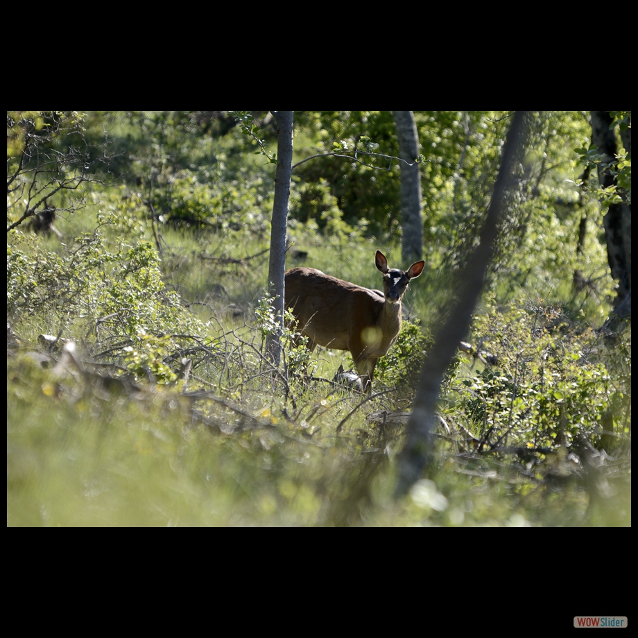 biche 2 
