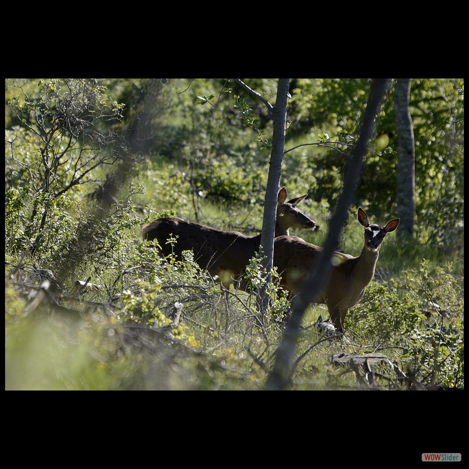 biche 7 