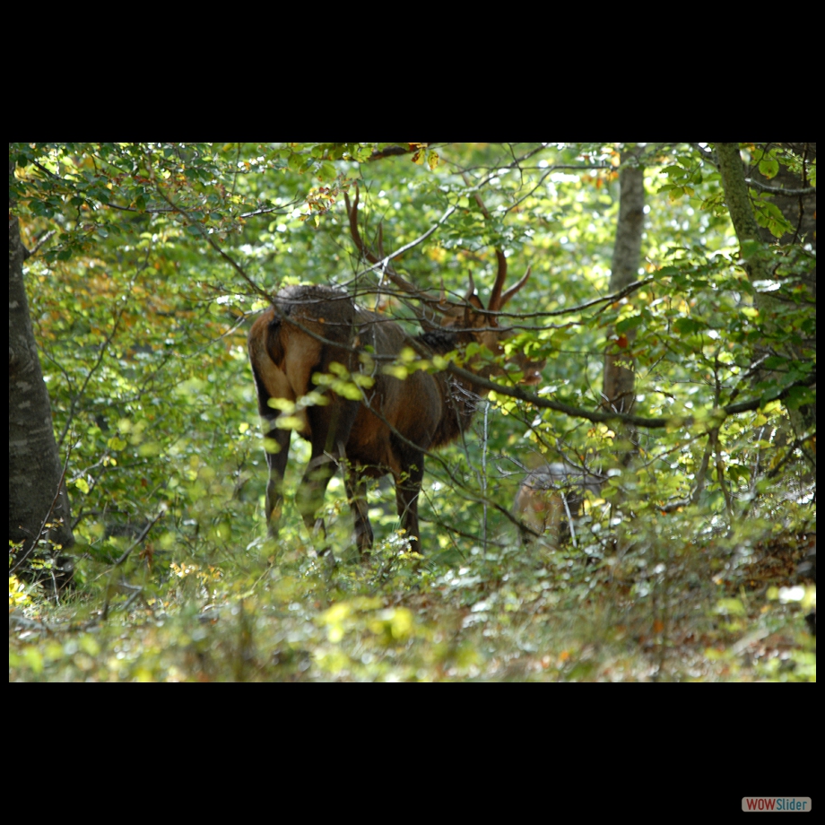 DSC_0029 cerf 11