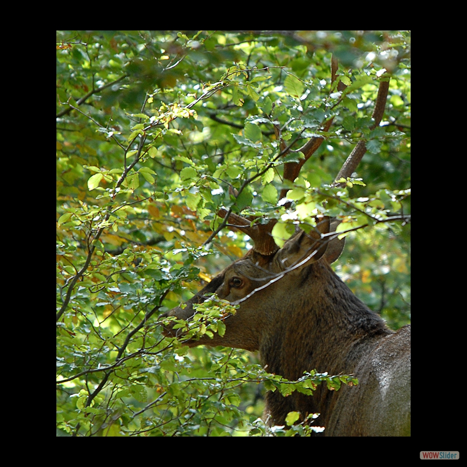 DSC_0036 copie9