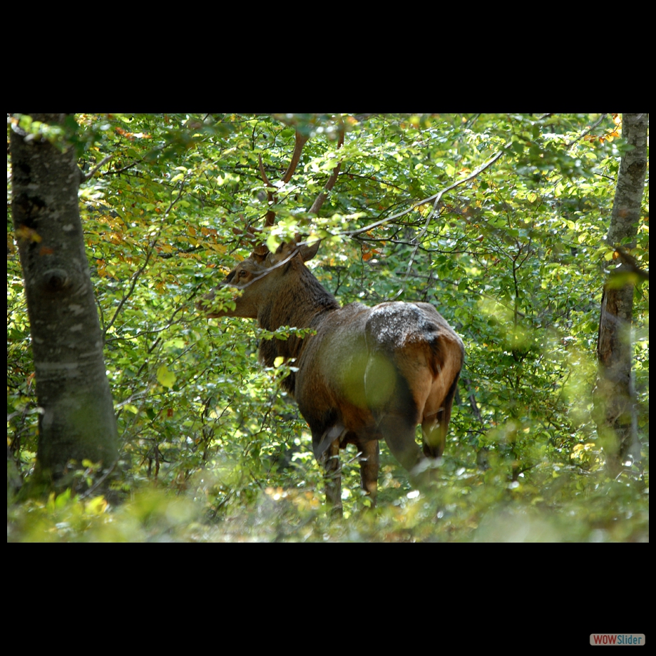 DSC_0037 cerf 6