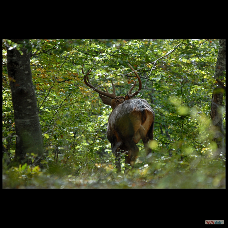 DSC_0038 cerf 2