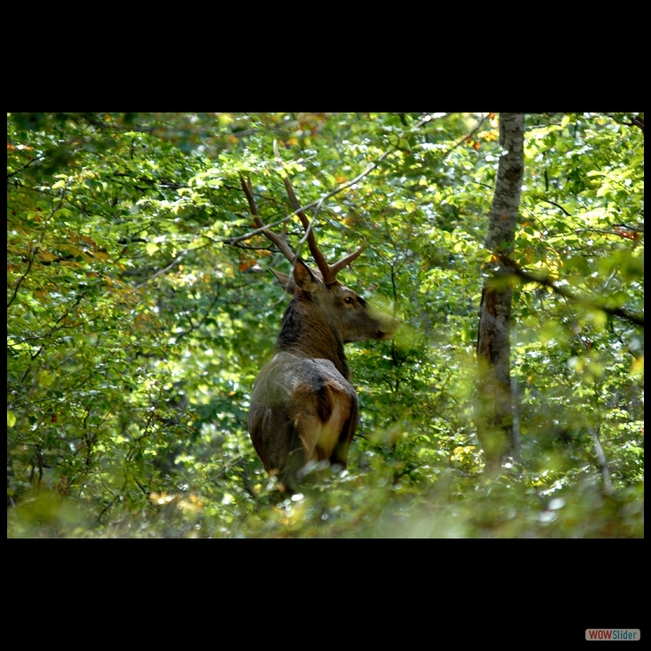 DSC_0043 cerf