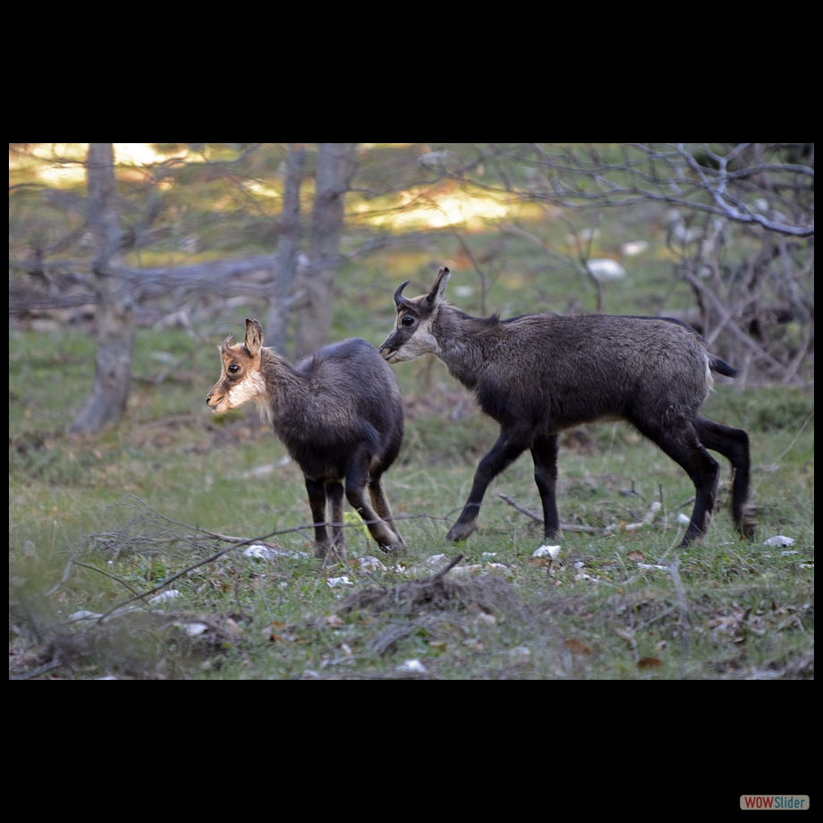 chamois