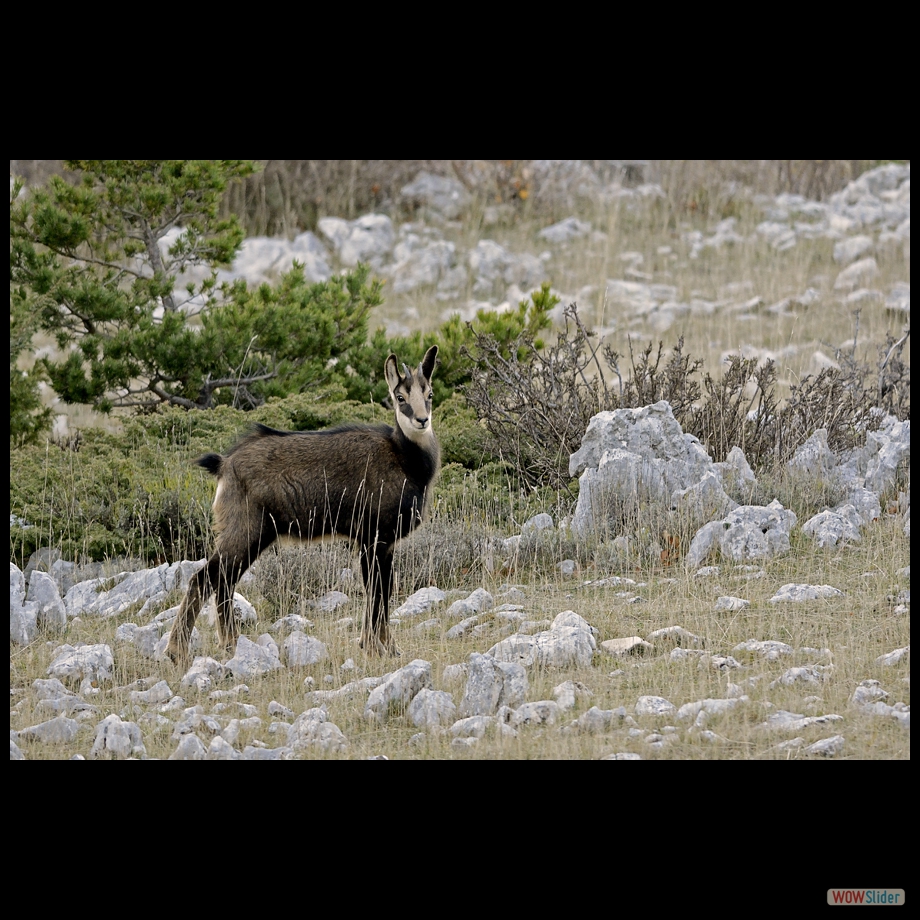 chamois2 a