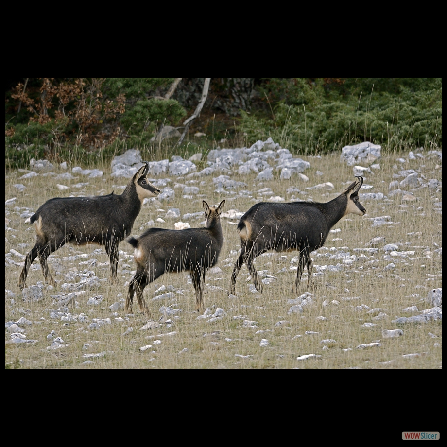 chamois 1
