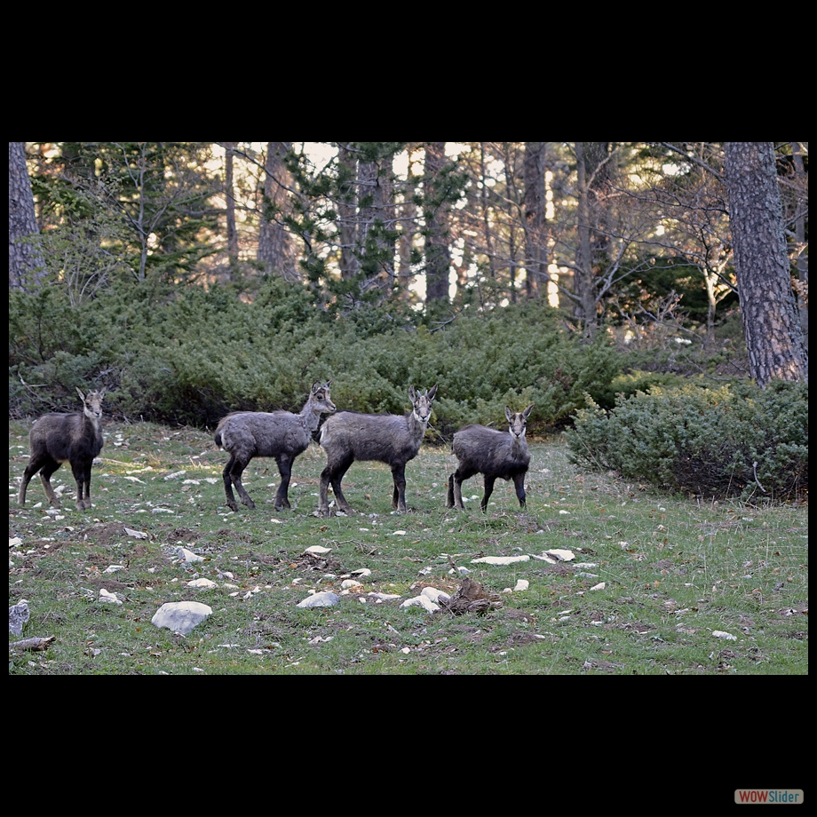 chamois 19