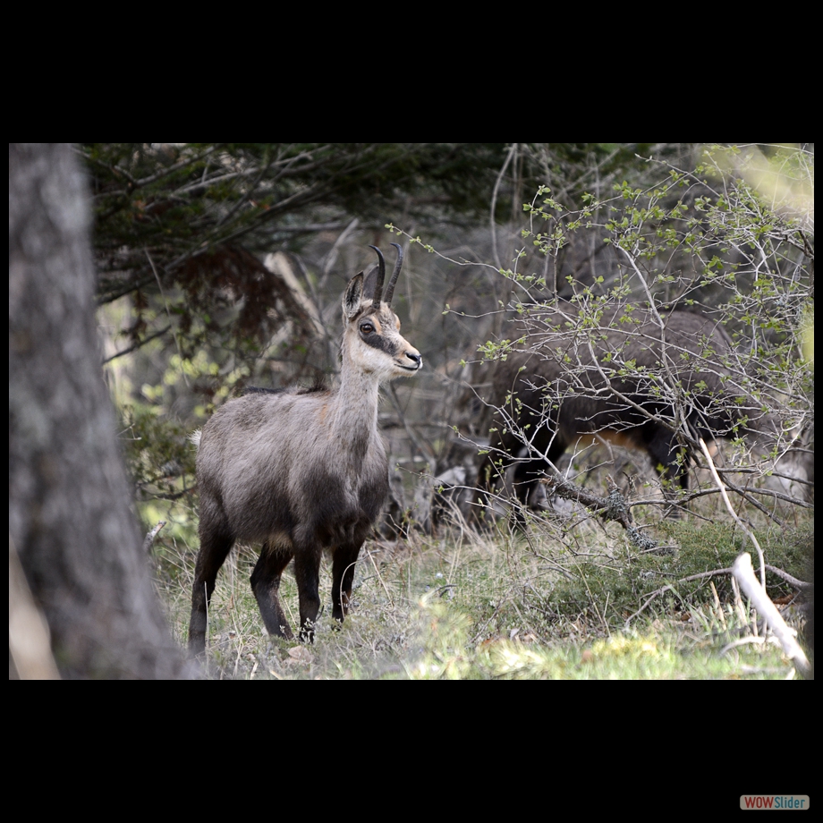 chamois 2