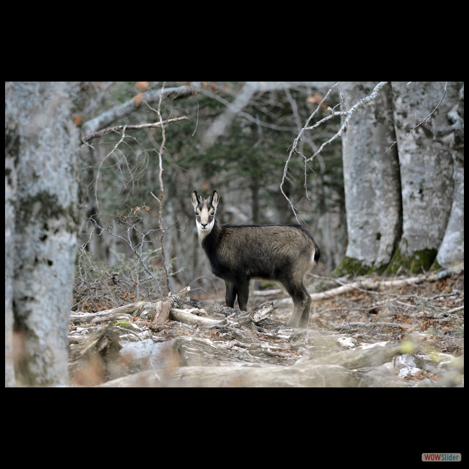 chamois 4