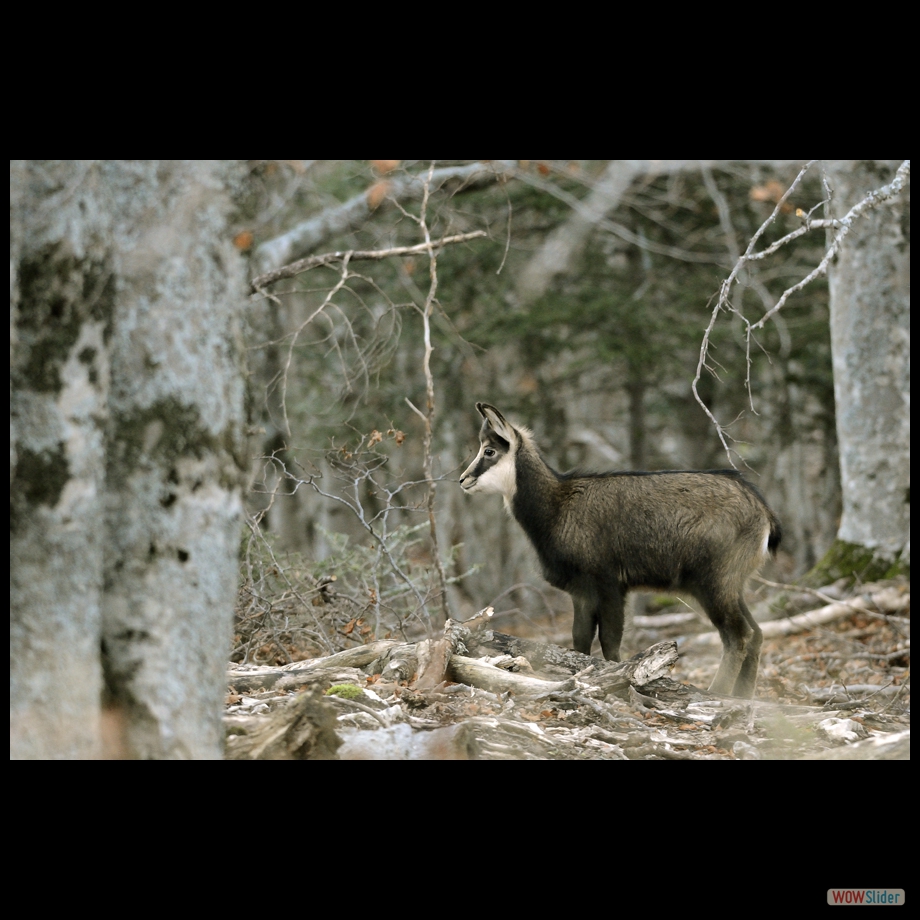 chamois 8