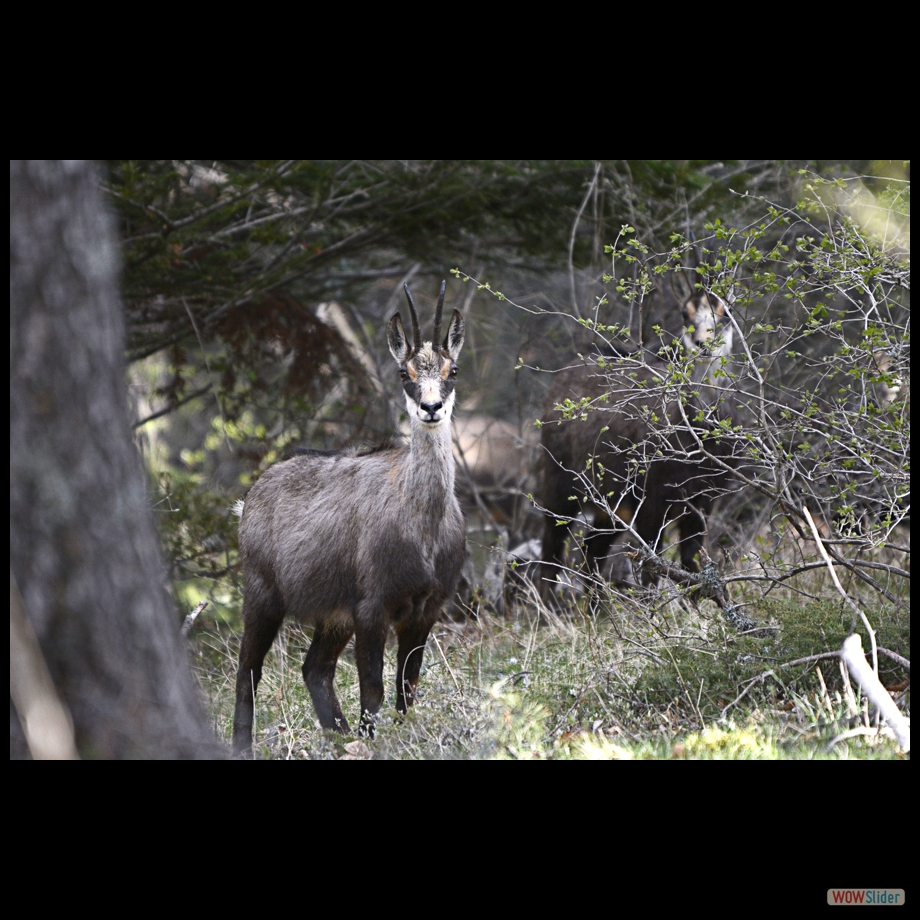 chamois a