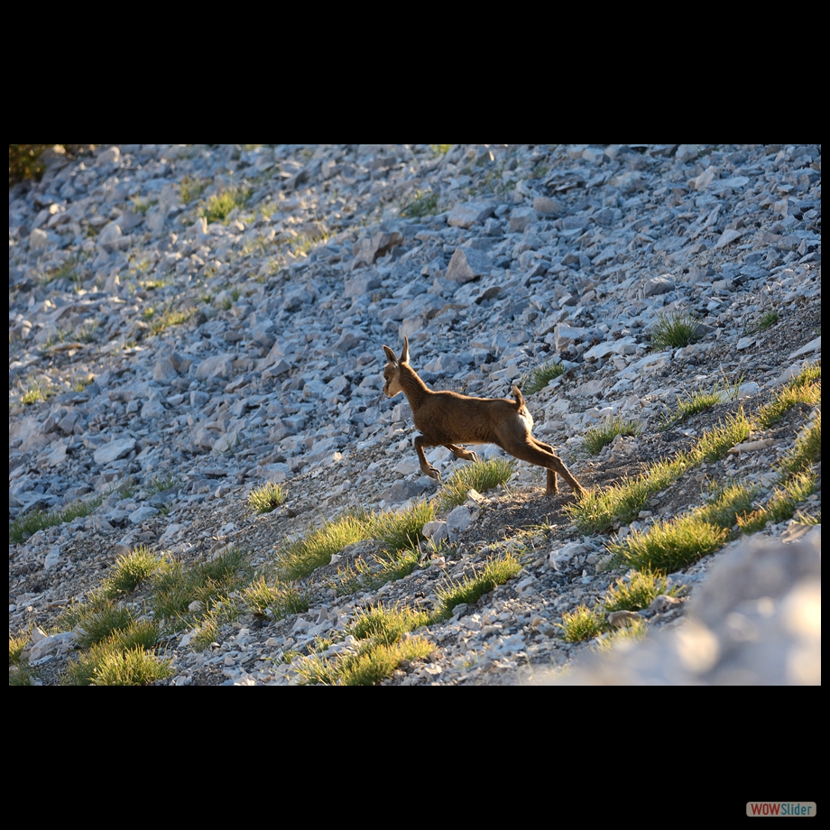 DSC_2436 a