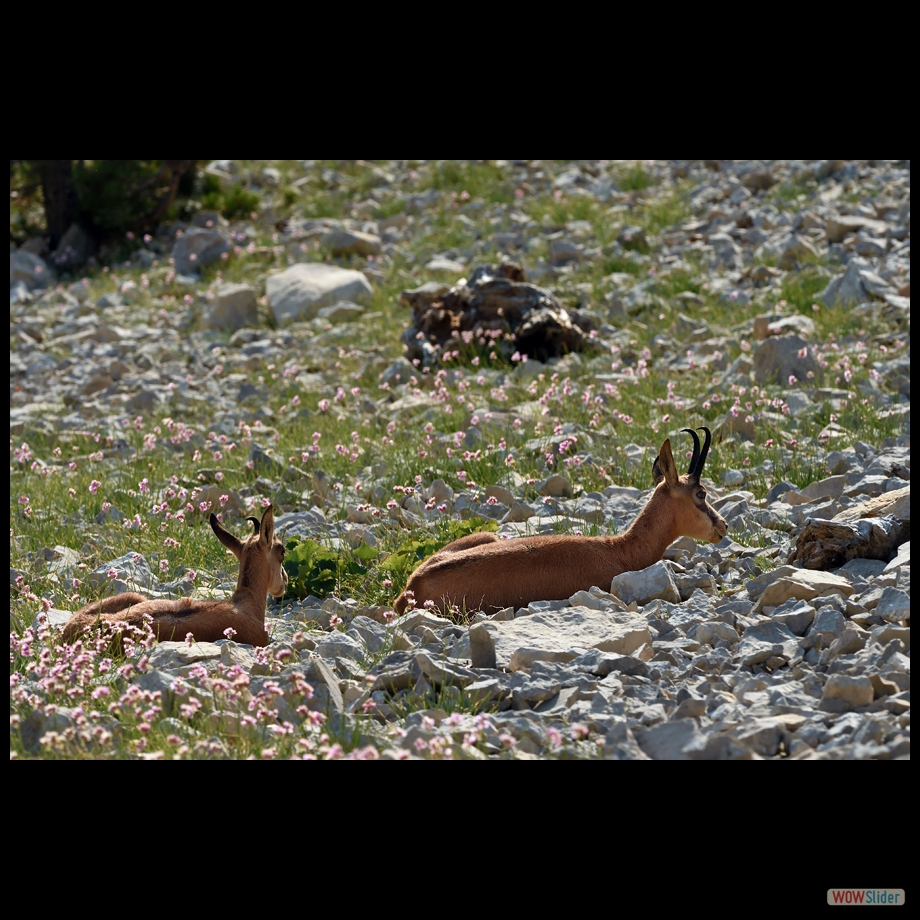 DSC_9500 a a