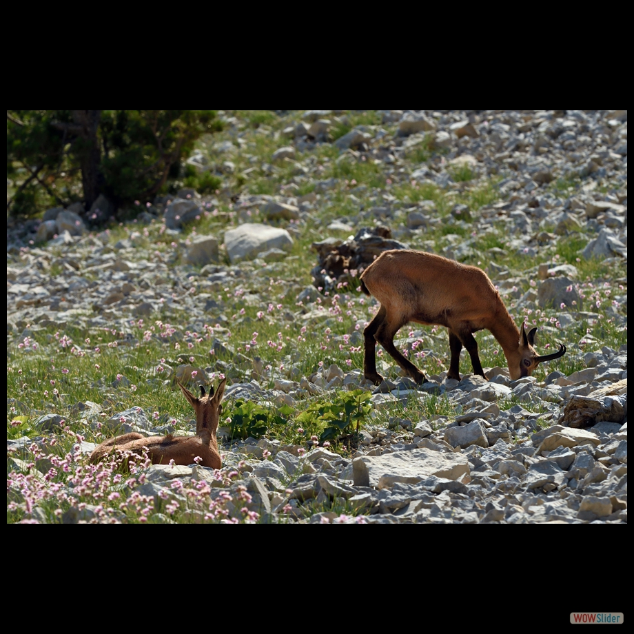 DSC_9509 a
