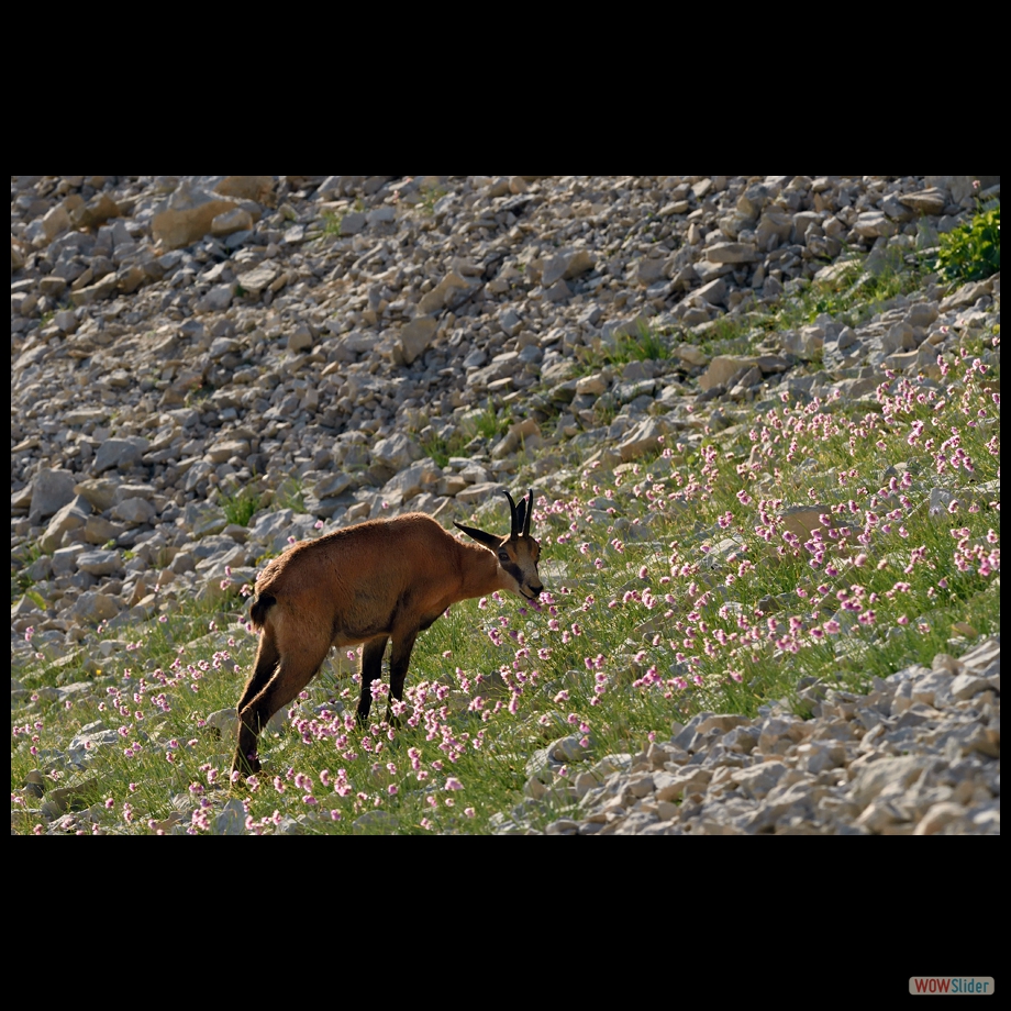 DSC_9527 a