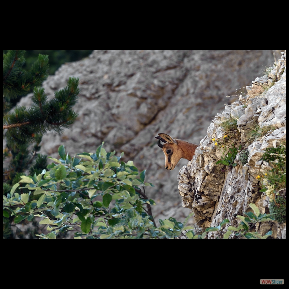 DSC_9547 a