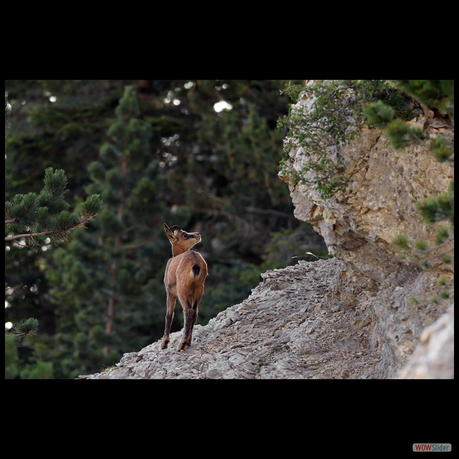 DSC_9553 a