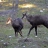 chamois