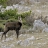 chamois2 a