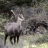 chamois 2