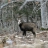 chamois 4