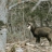chamois 8