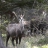 chamois a