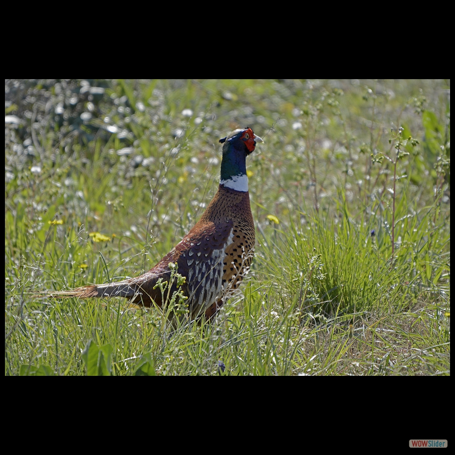 coq faisan