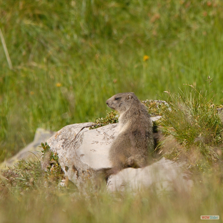 DSC_0093 marrmotte