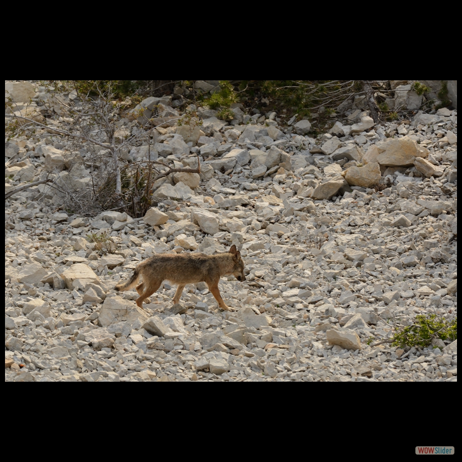 DSC_8963 a