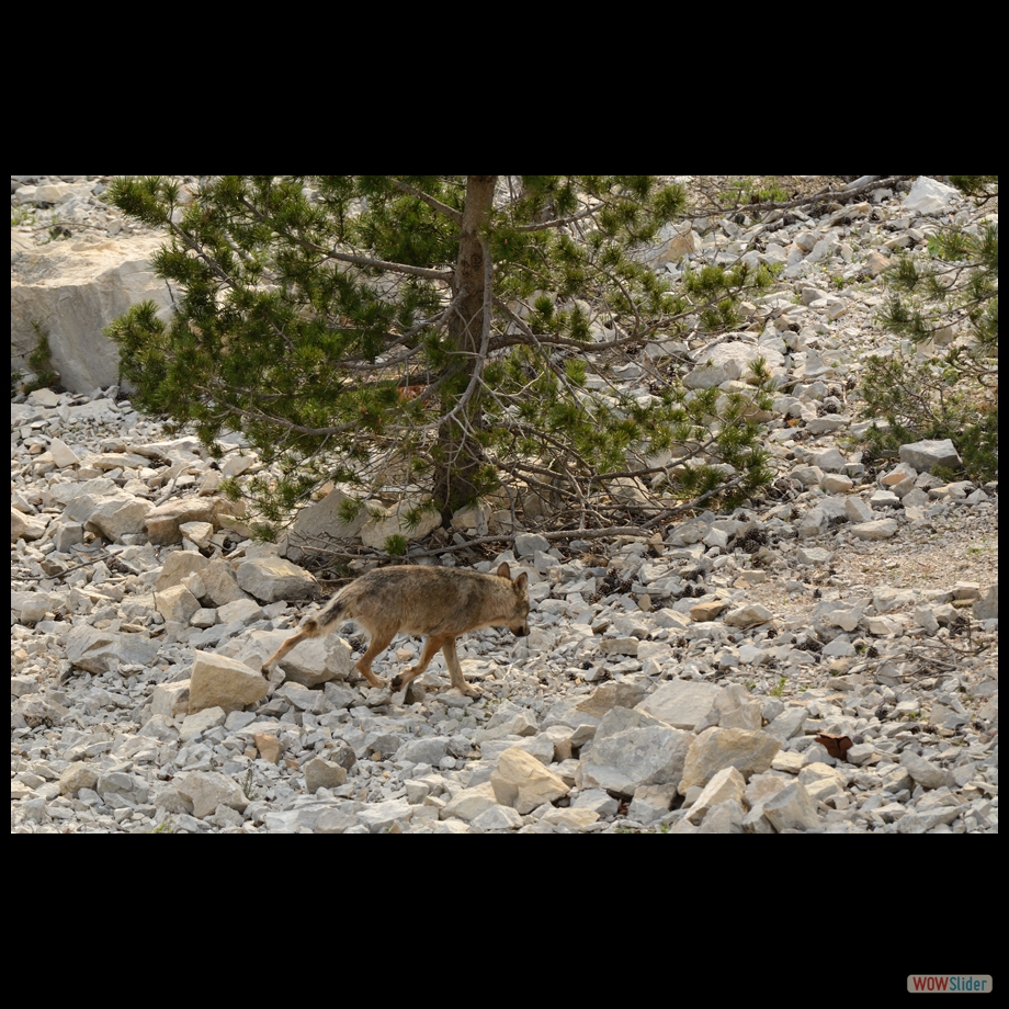 DSC_8965 a