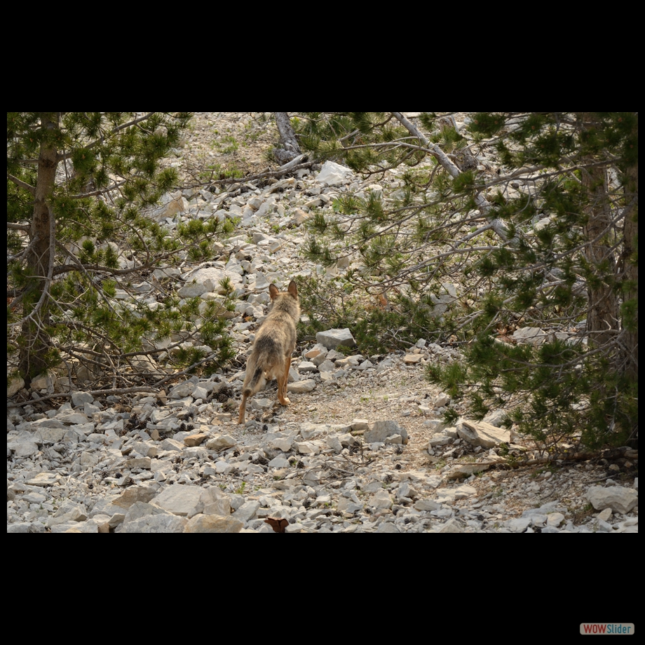 DSC_8966 a