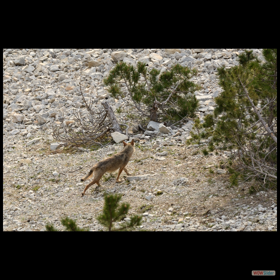 DSC_8968 a