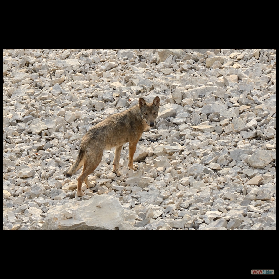 DSC_8973 a a