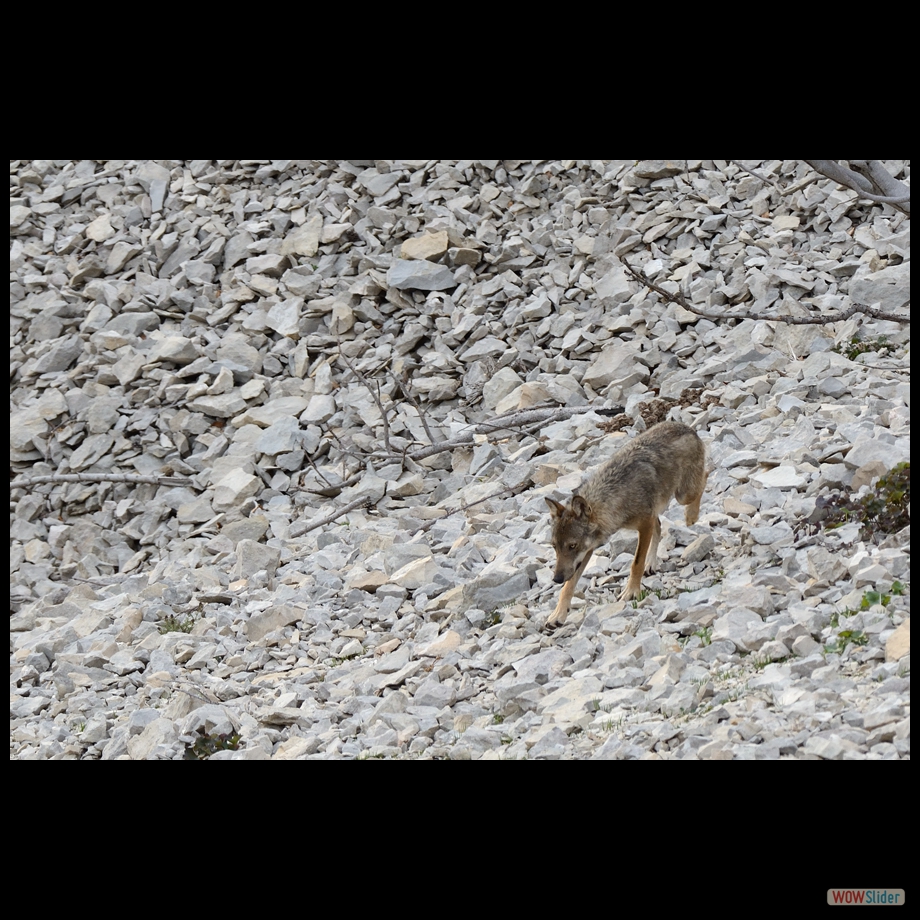 DSC_8989 a