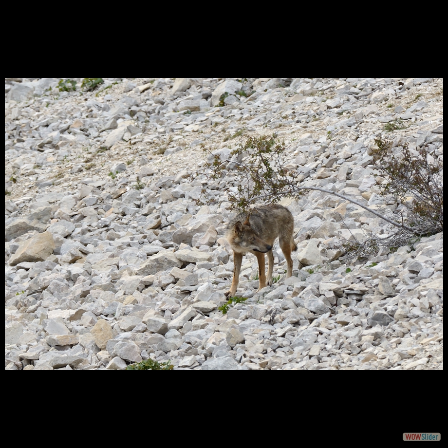 DSC_8990 a a