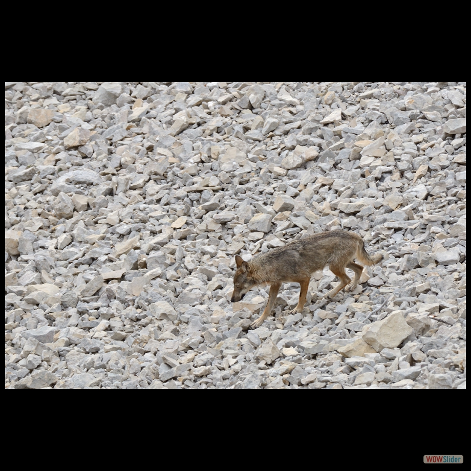 DSC_8993 a