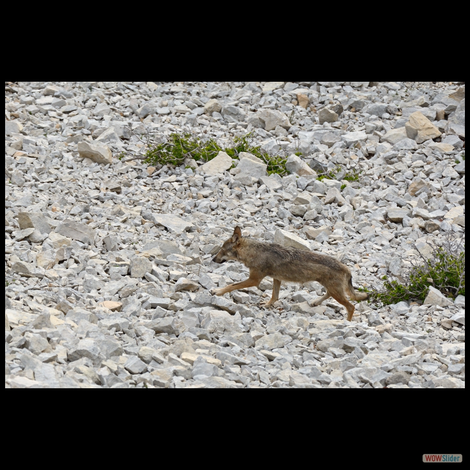 DSC_8994 a