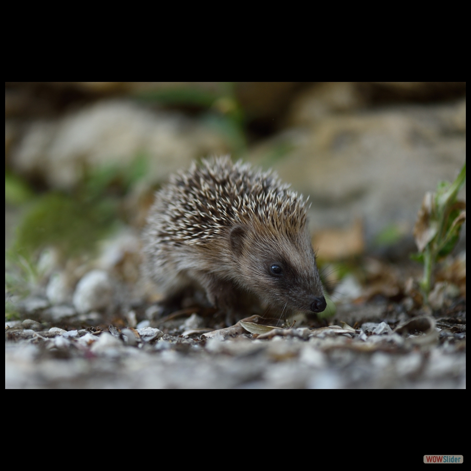 DSC_4744 a