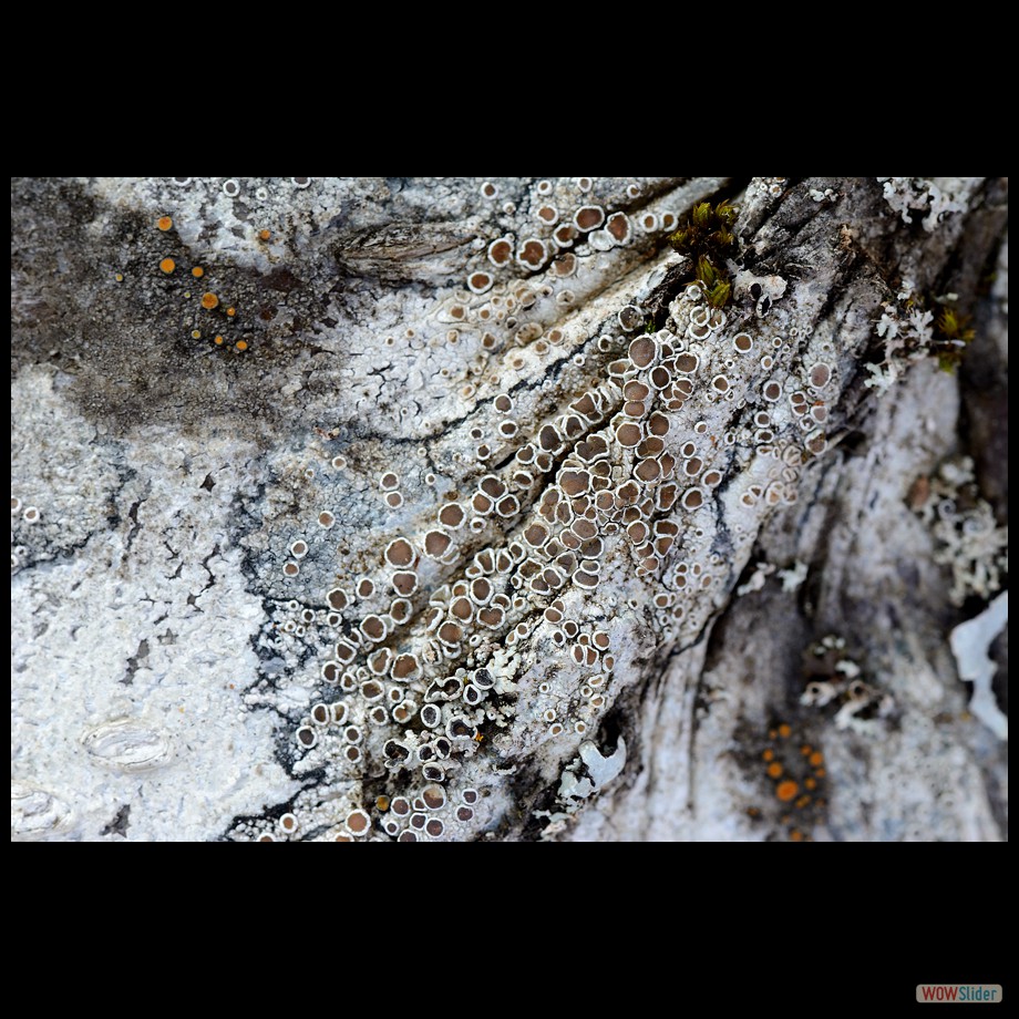 DSC_3832 a