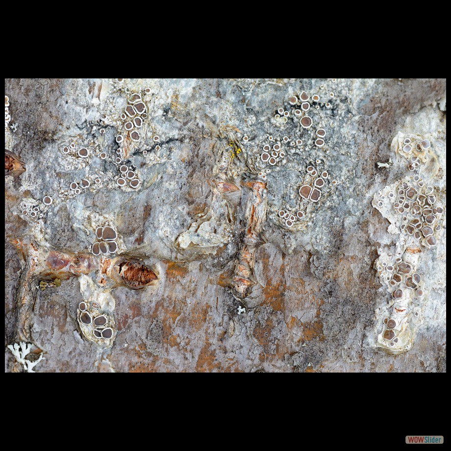 DSC_3851 a a