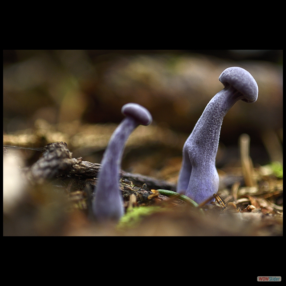 champ petit bleu en marche