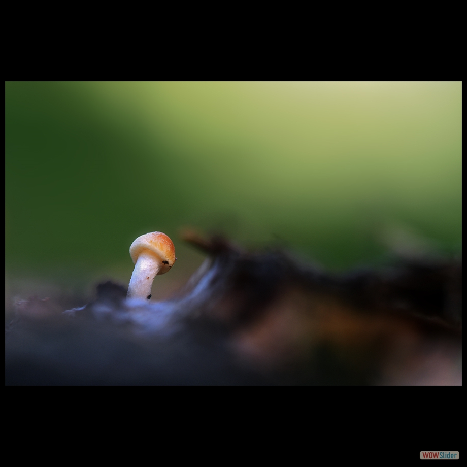 DSC_0154 a a